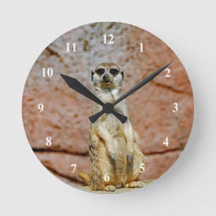 Meerkat Wildlife Photo Rund Klocka