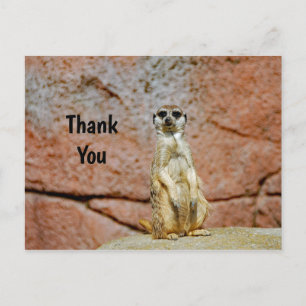 Meerkat Wildlife Photo Tack Vykort