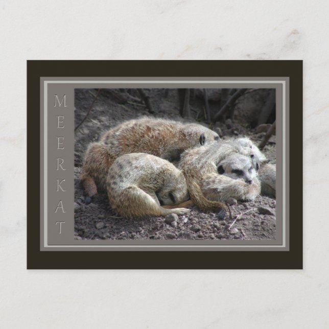 Meerkat Wildlife Vykort (Framsida)