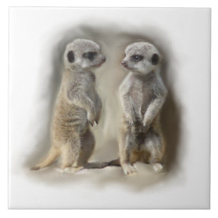 meerkatbebis kakelplatta