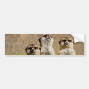 Meerkats Bildekal