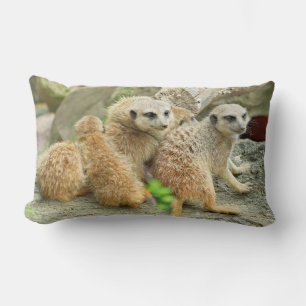 Meerkats-familjen - kudde