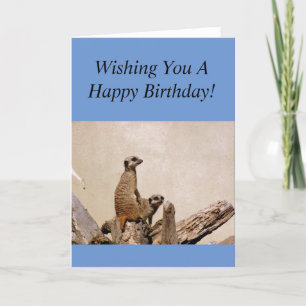 Meerkats Grattis på födelsedagen Hälsning! Kort