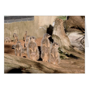 Meerkats Hälsningskort