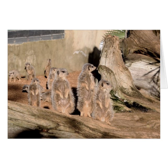 Meerkats Hälsningskort (Framsidan Horizontal)