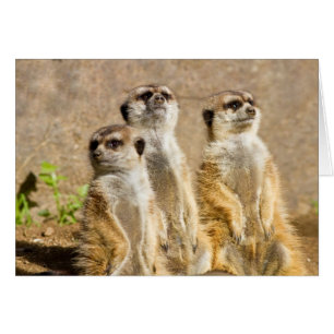 Meerkats Hälsningskort