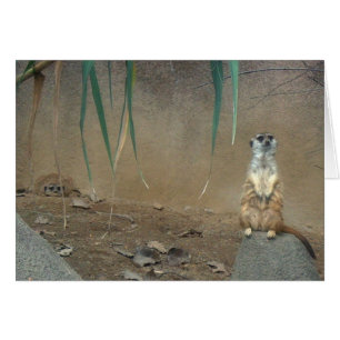 Meerkats Hälsningskort
