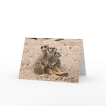 Meerkats i ett bråtehälsningkort