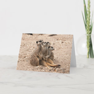 Meerkats i ett bråtehälsningkort kort
