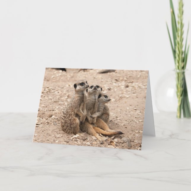 Meerkats i ett bråtehälsningkort kort (Framsida)