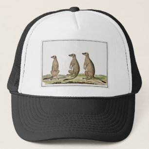 Meerkats Keps