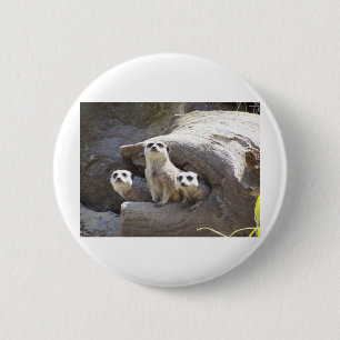 Meerkats Knapp
