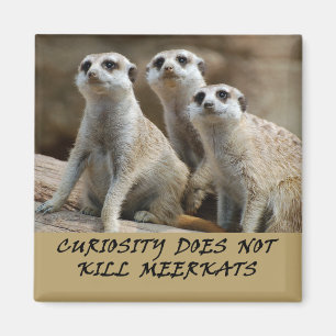 Meerkats kylmagnet magnet
