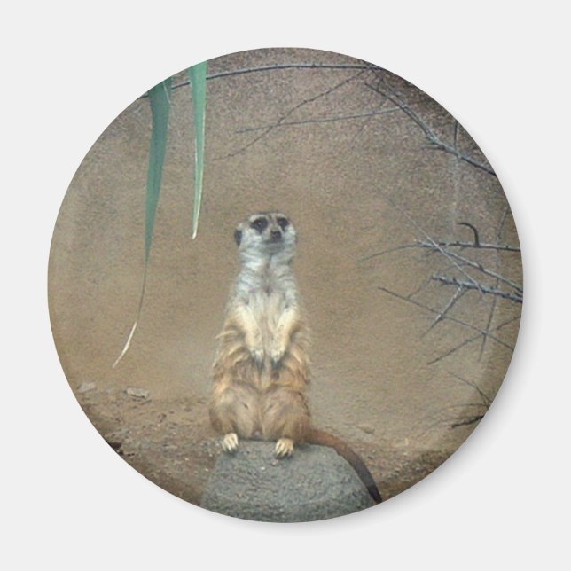 Meerkats Magnet (Framsidan)