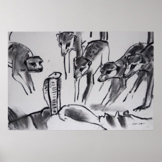 Meerkats mobbing Cobra - Art Print Poster