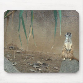 Meerkats Musmatta