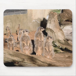 Meerkats Musmatta