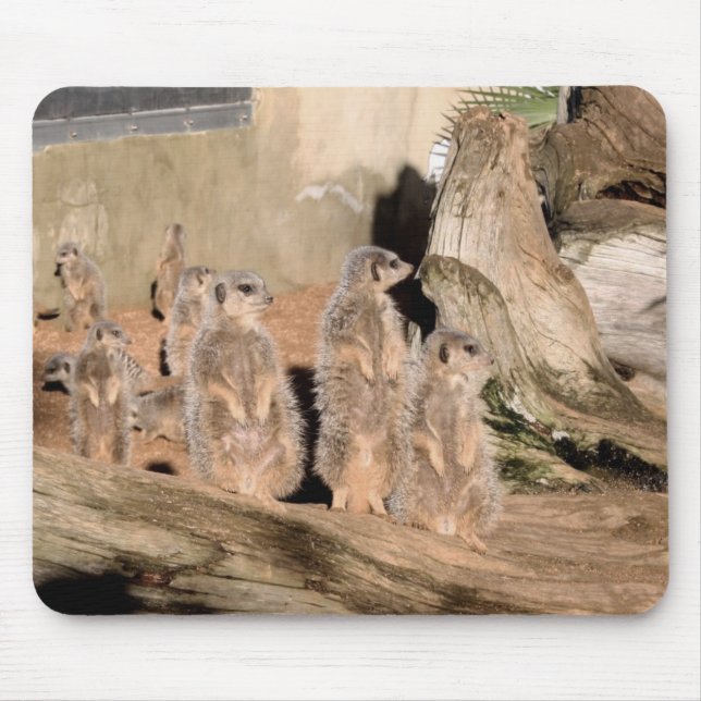 Meerkats Musmatta (Framsidan)