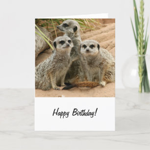 Meerkats on the look out kort