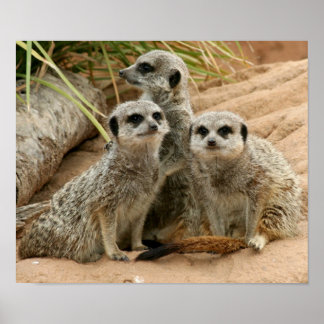 Meerkats on the look out poster