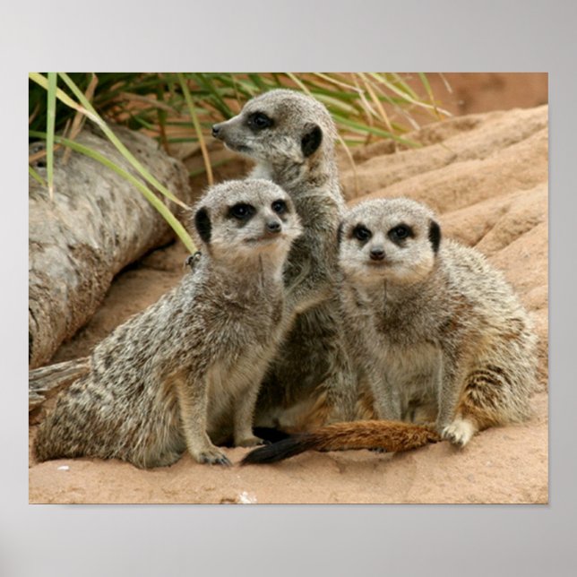 Meerkats on the look out poster (Framsidan)