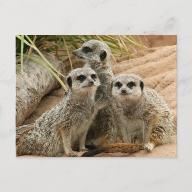 Meerkats på utkiken vykort (Framsida)