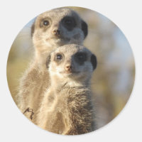 Meerkats
