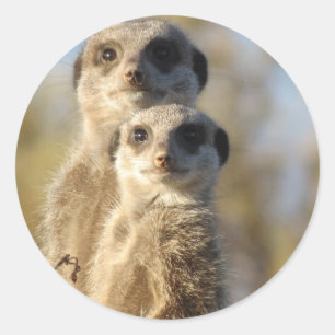 Meerkats Runt Klistermärke