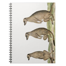 Meerkats Suricata suricatta Anteckningsbok