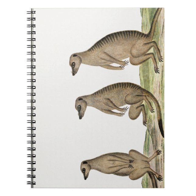 Meerkats Suricata suricatta Anteckningsbok (Framsidan)