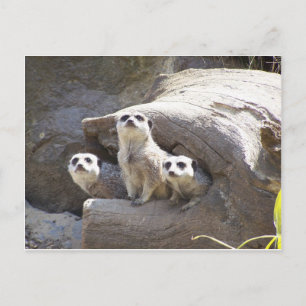 Meerkats Vykort