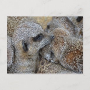 Meerkats vykort