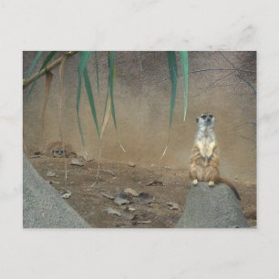 Meerkats Vykort