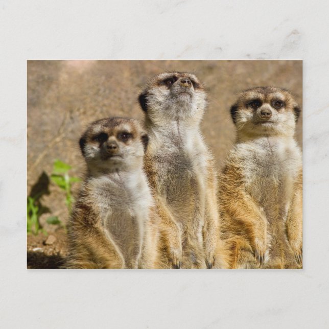 Meerkats Vykort (Framsida)