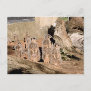 Meerkats Vykort