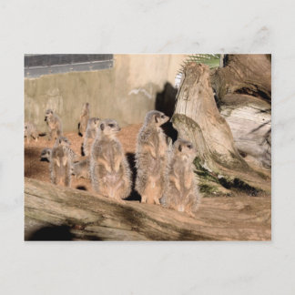 Meerkats Vykort