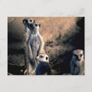 Meerkats Vykort