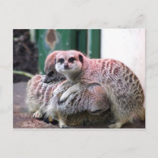 Meerkats Vykort