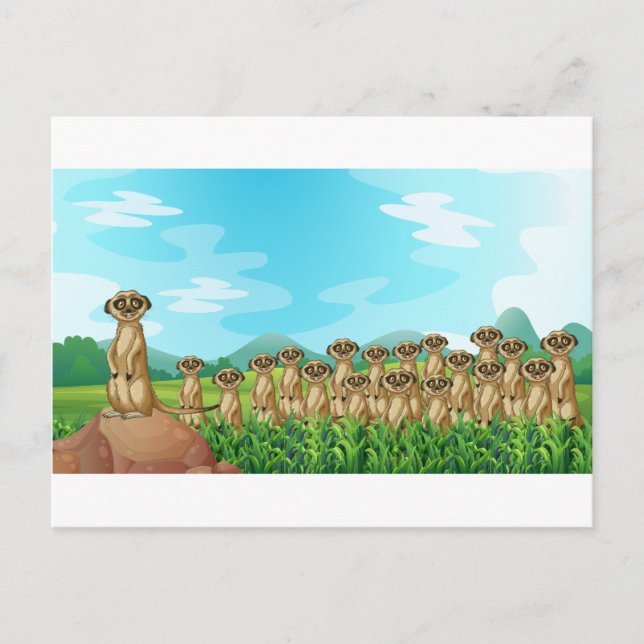 Meerkats Vykort (Framsida)