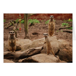 meerkatt hälsningskort