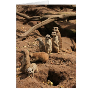 meerkatt hälsningskort