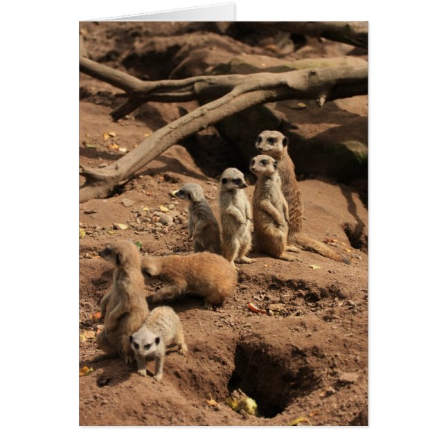 meerkatt hälsningskort (Framsidan)
