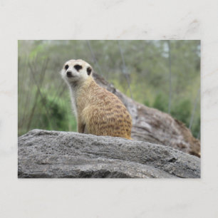 Meerkcat (0447) vykort