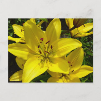 Meerkerk Gardens Vykort