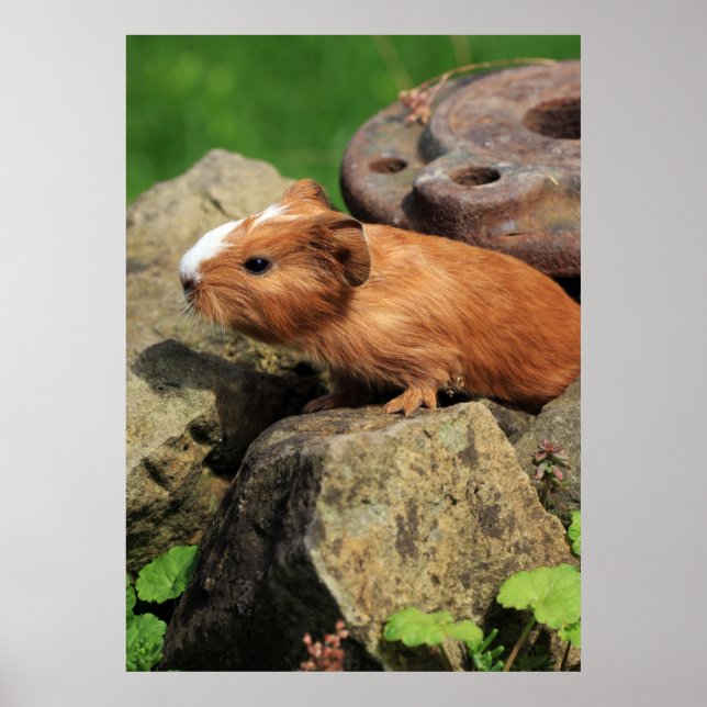 Meerschweinchen Poster (Framsidan)