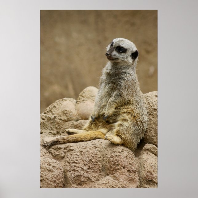 Meetkat Posterq Poster (Framsidan)