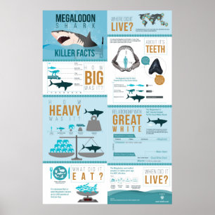 Megalodon haj - mördarefakta! 24x36 ", poster