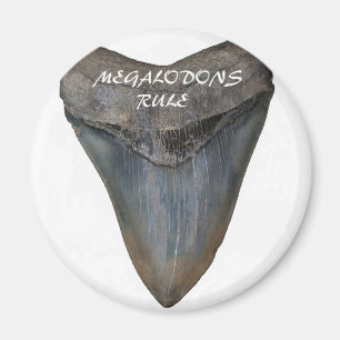 Megalodon hajtand magnet