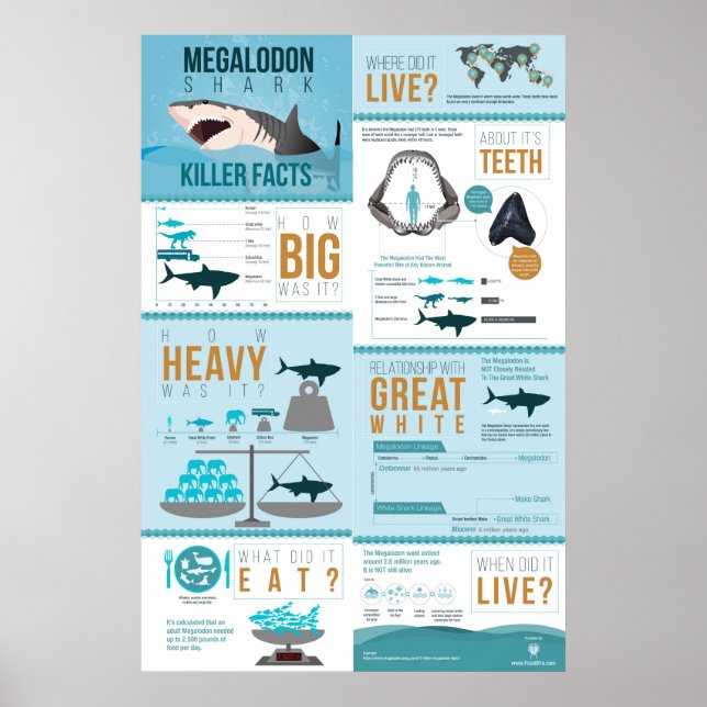 Megalodon Shark - Killer Facts! 24 x 36 tum Poster (Framsidan)