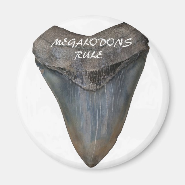 Megalodon Shark Tooth Magnet (Framsidan)